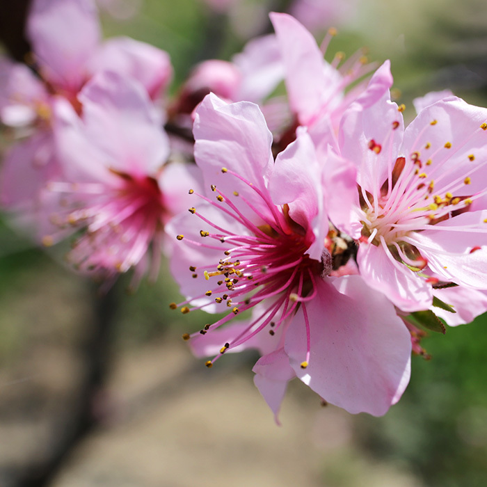 山梨の桃の花