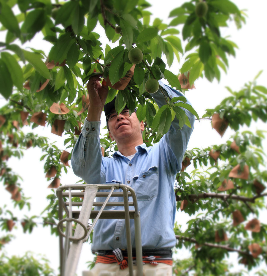 桃農家の作業風景