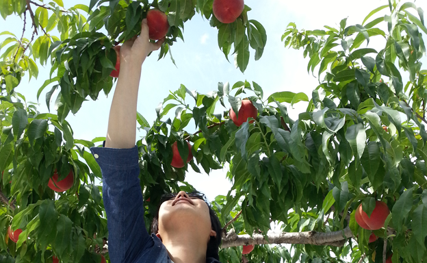 完熟の桃をお届け