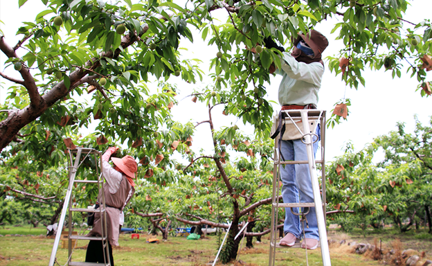 大切に育てられる桃