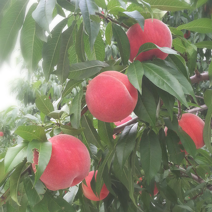 木で完熟する桃の通販