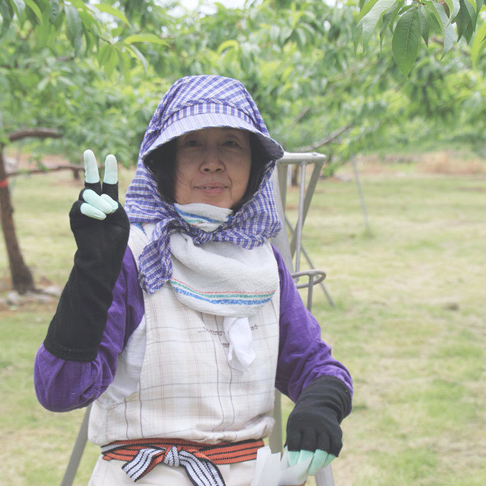 桃農家作業風景