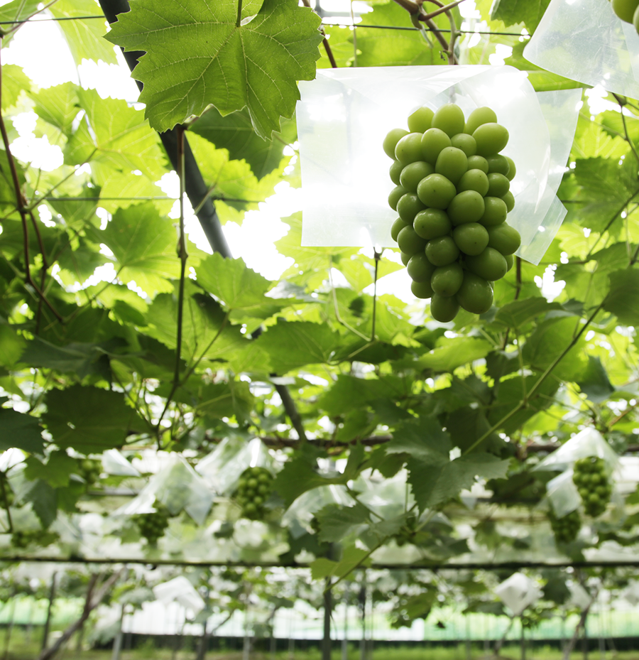 たわわに実るぶどう