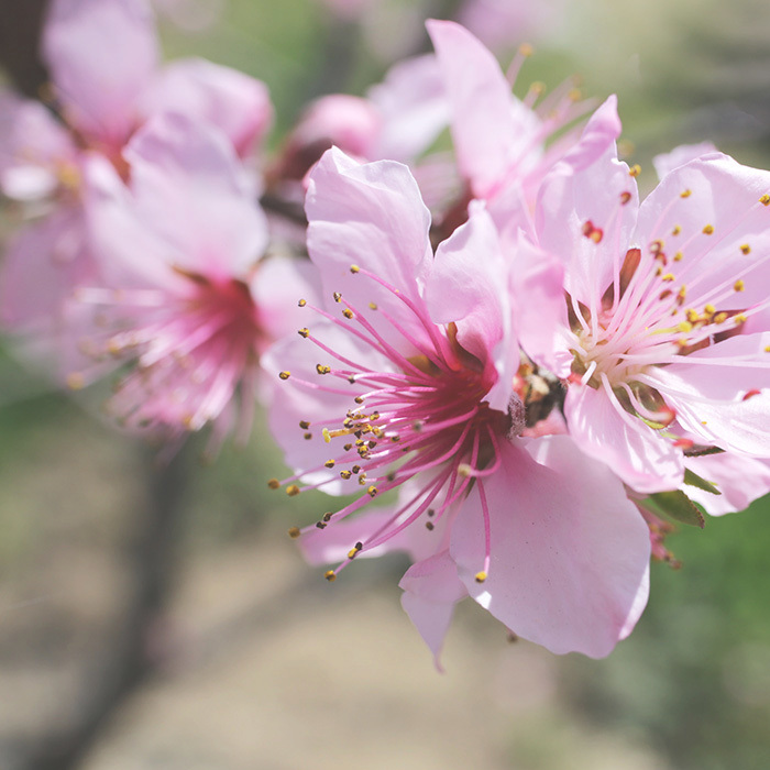 山梨の桃の花