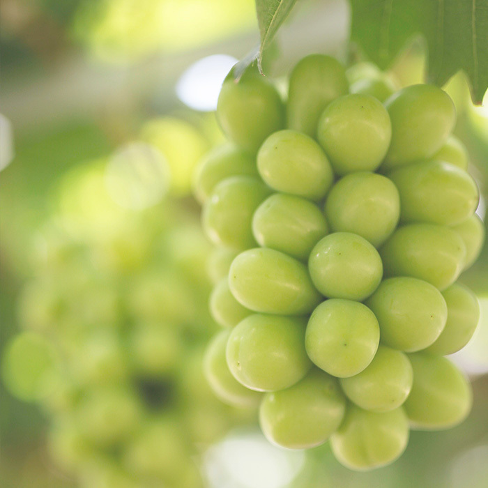 木熟ぶどうをお届け