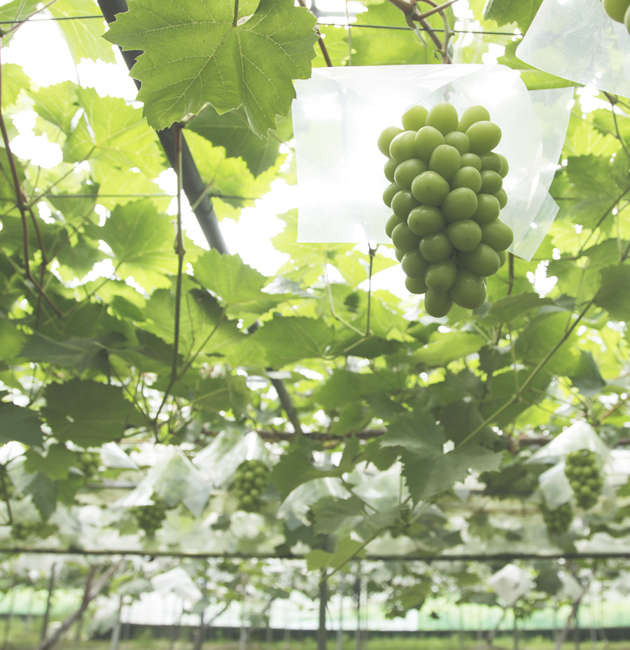 たわわに実るぶどう